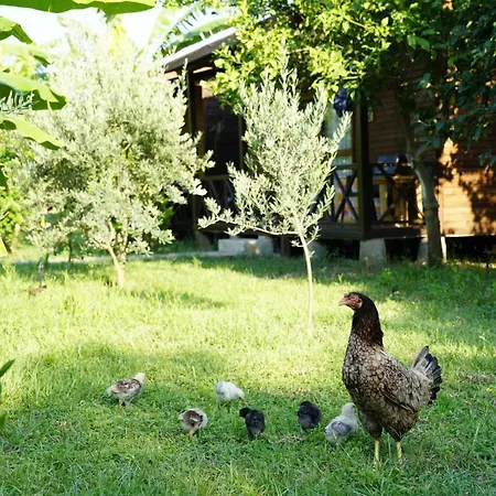 Tatil Evi Serenity *